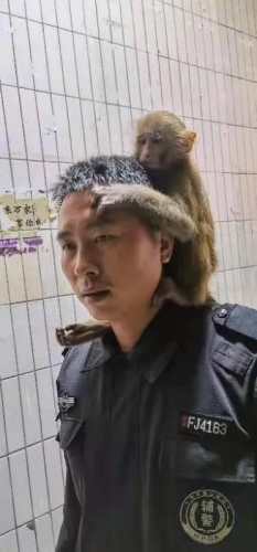 要抱抱 举高高 华坪特警救助的这只猕猴萌化了！