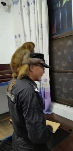 要抱抱 举高高 华坪特警救助的这只猕猴萌化了！