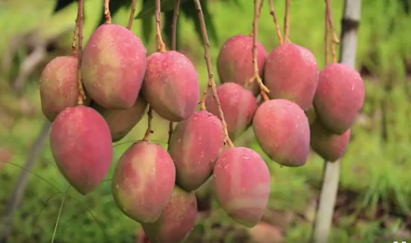 张桂梅所在的华坪县，县长带着全县网红来人民日报开号了！