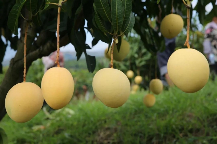 张桂梅所在的华坪县，县长带着全县网红来人民日报开号了！