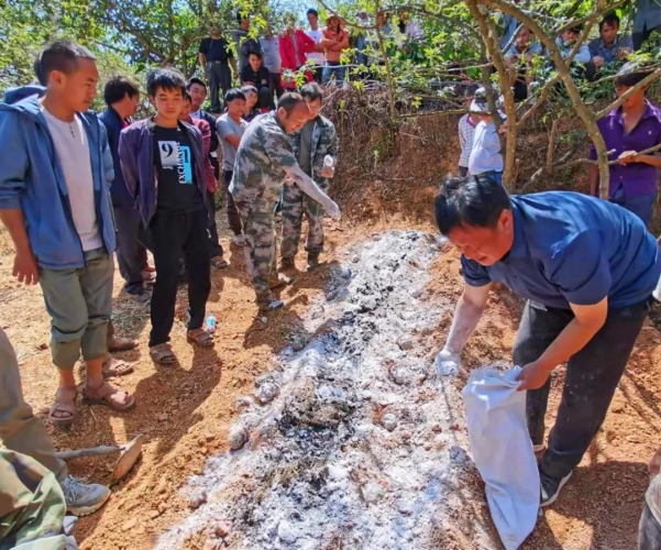 1800余亩！兴泉镇大力发展魔芋产业 振兴乡村富农民