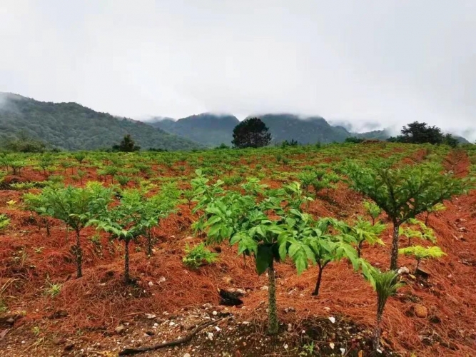 1800余亩！兴泉镇大力发展魔芋产业 振兴乡村富农民