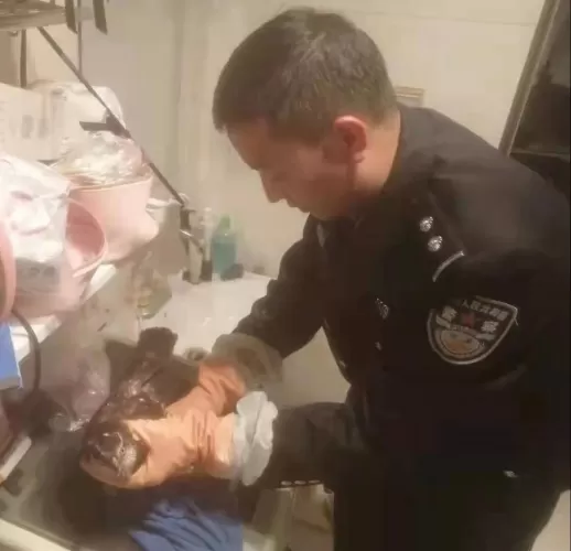 受伤雀鹰“夜闯”民宅，竟是国家二级保护动物