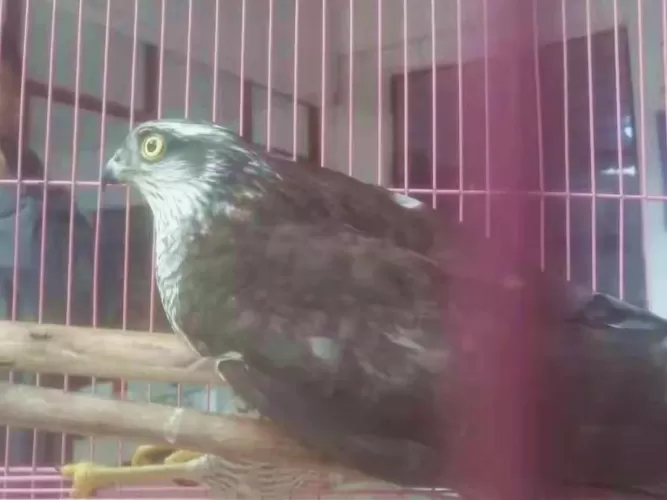 受伤雀鹰“夜闯”民宅，竟是国家二级保护动物受伤雀鹰“夜闯”民宅，竟是国家二级保护动物