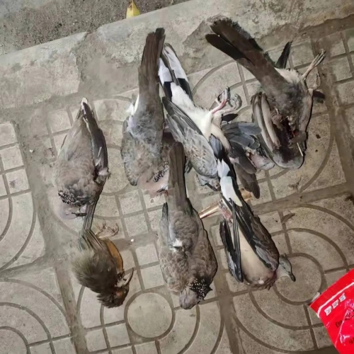 非法运输野生保护动物，抓！