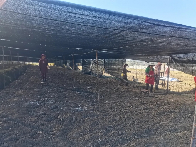 【绿色三张牌 张张都出彩】  永胜县：食用菌产业蓬勃发展