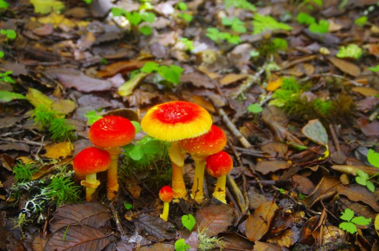 我镜头下千奇百怪的雪山野生菌从另一视觉向您展现丽江生物多样性之美