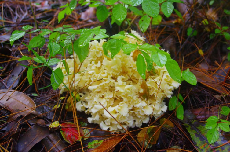我镜头下千奇百怪的雪山野生菌从另一视觉向您展现丽江生物多样性之美