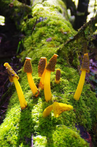 我镜头下千奇百怪的雪山野生菌从另一视觉向您展现丽江生物多样性之美