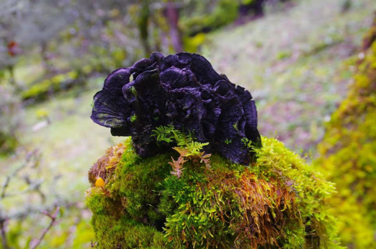 我镜头下千奇百怪的雪山野生菌从另一视觉向您展现丽江生物多样性之美