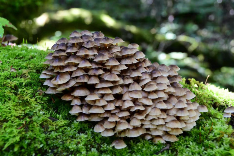 我镜头下千奇百怪的雪山野生菌从另一视觉向您展现丽江生物多样性之美