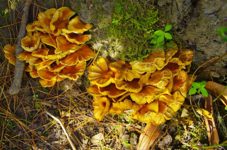 我镜头下千奇百怪的雪山野生菌从另一视觉向您展现丽江生物多样性之美