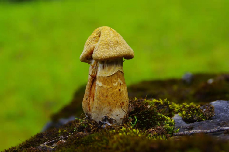 我镜头下千奇百怪的雪山野生菌从另一视觉向您展现丽江生物多样性之美