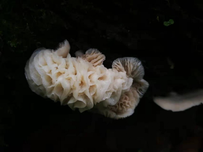 我镜头下千奇百怪的雪山野生菌从另一视觉向您展现丽江生物多样性之美