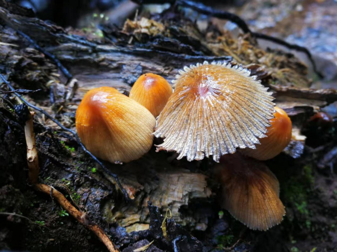 我镜头下千奇百怪的雪山野生菌从另一视觉向您展现丽江生物多样性之美