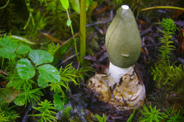 我镜头下千奇百怪的雪山野生菌从另一视觉向您展现丽江生物多样性之美