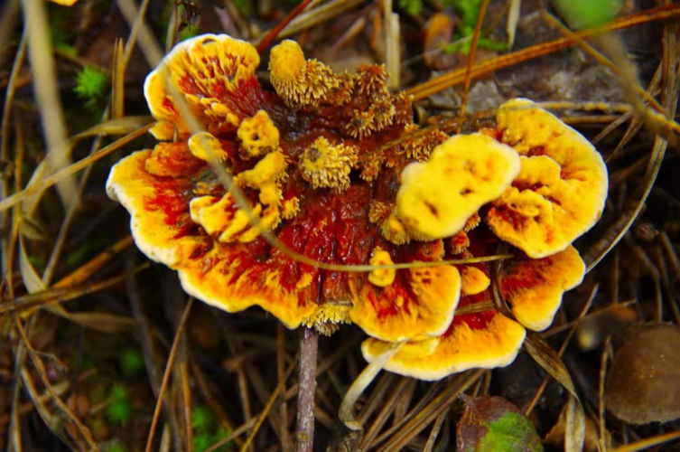 我镜头下千奇百怪的雪山野生菌从另一视觉向您展现丽江生物多样性之美