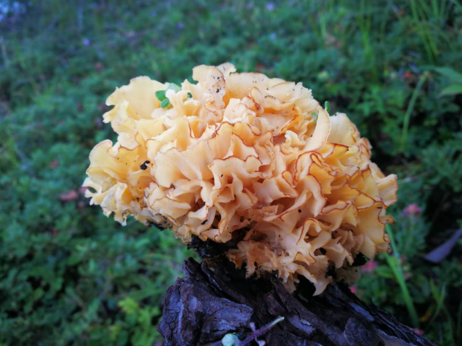 我镜头下千奇百怪的雪山野生菌从另一视觉向您展现丽江生物多样性之美