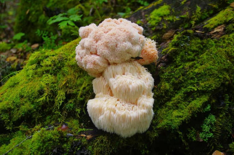 我镜头下千奇百怪的雪山野生菌从另一视觉向您展现丽江生物多样性之美