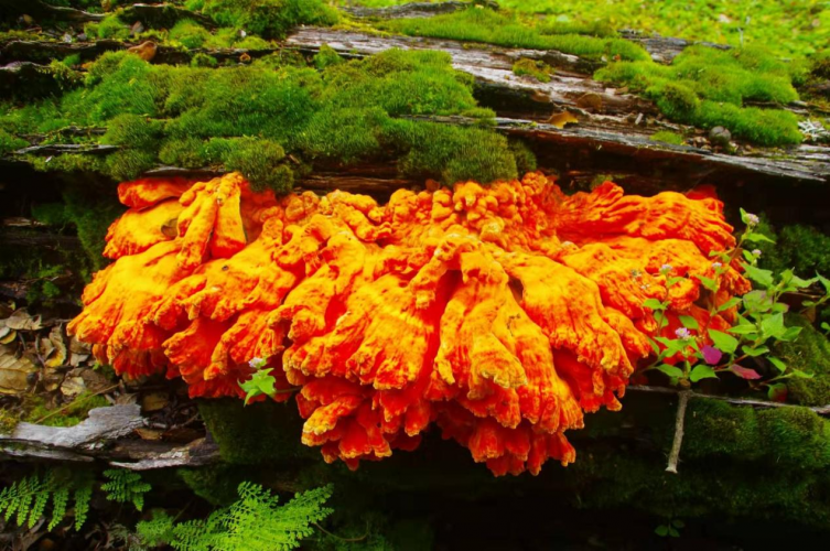 我镜头下千奇百怪的雪山野生菌从另一视觉向您展现丽江生物多样性之美