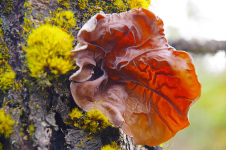 我镜头下千奇百怪的雪山野生菌从另一视觉向您展现丽江生物多样性之美