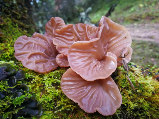 我镜头下千奇百怪的雪山野生菌从另一视觉向您展现丽江生物多样性之美