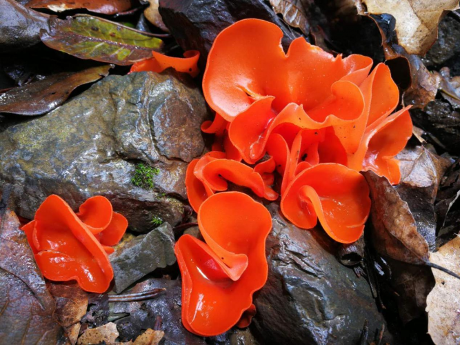 我镜头下千奇百怪的雪山野生菌从另一视觉向您展现丽江生物多样性之美