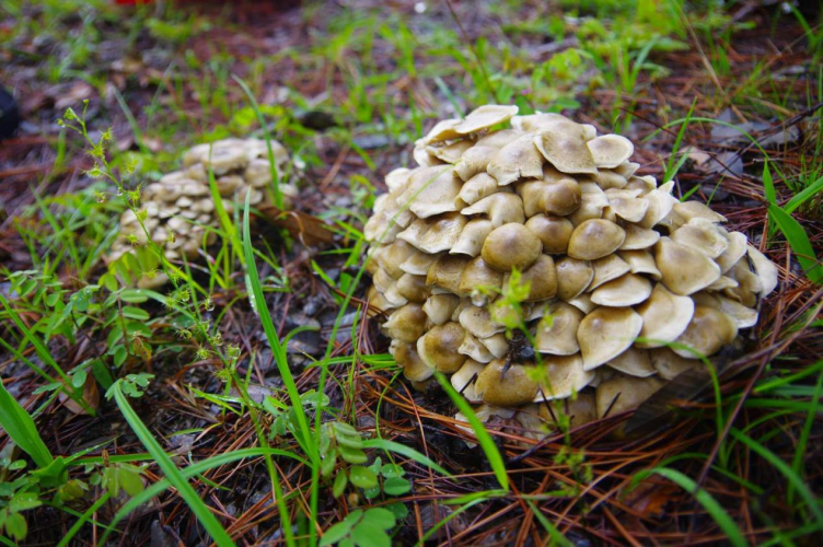 我镜头下千奇百怪的雪山野生菌从另一视觉向您展现丽江生物多样性之美