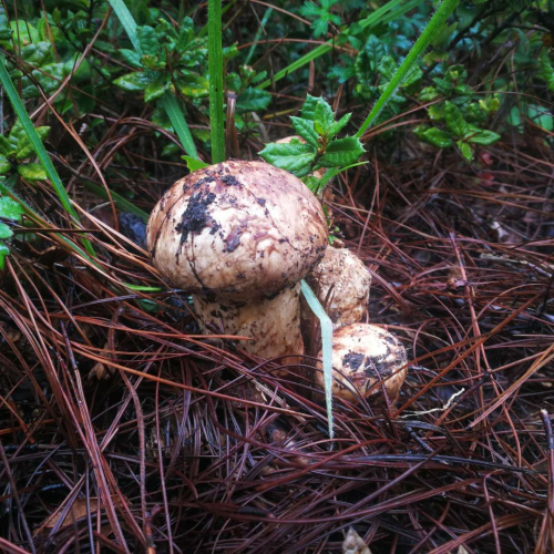 我镜头下千奇百怪的雪山野生菌从另一视觉向您展现丽江生物多样性之美