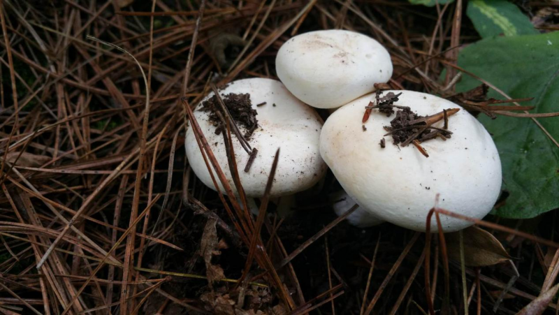 我镜头下千奇百怪的雪山野生菌从另一视觉向您展现丽江生物多样性之美