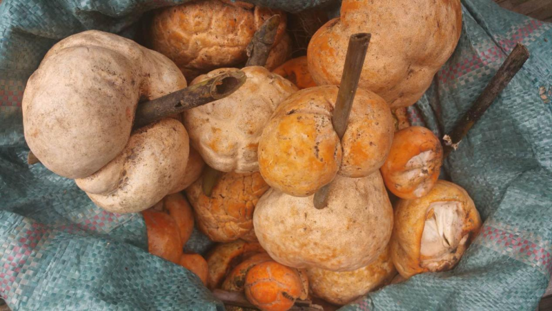 我镜头下千奇百怪的雪山野生菌从另一视觉向您展现丽江生物多样性之美