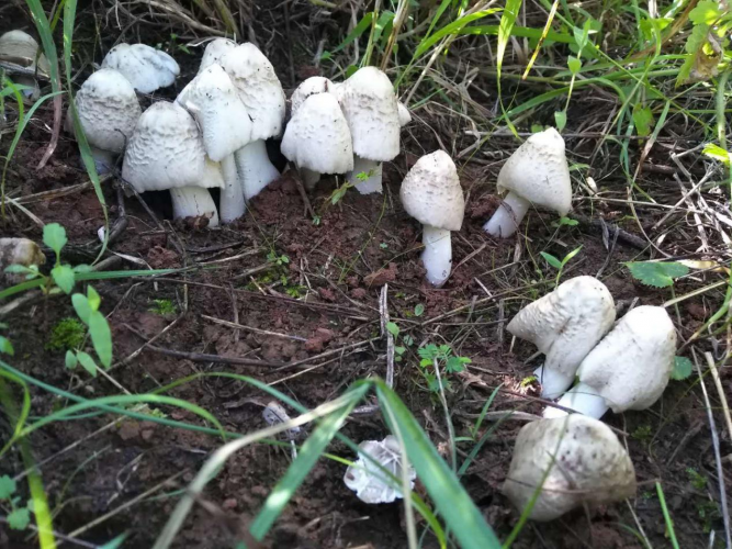 我镜头下千奇百怪的雪山野生菌从另一视觉向您展现丽江生物多样性之美