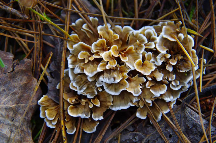 我镜头下千奇百怪的雪山野生菌从另一视觉向您展现丽江生物多样性之美