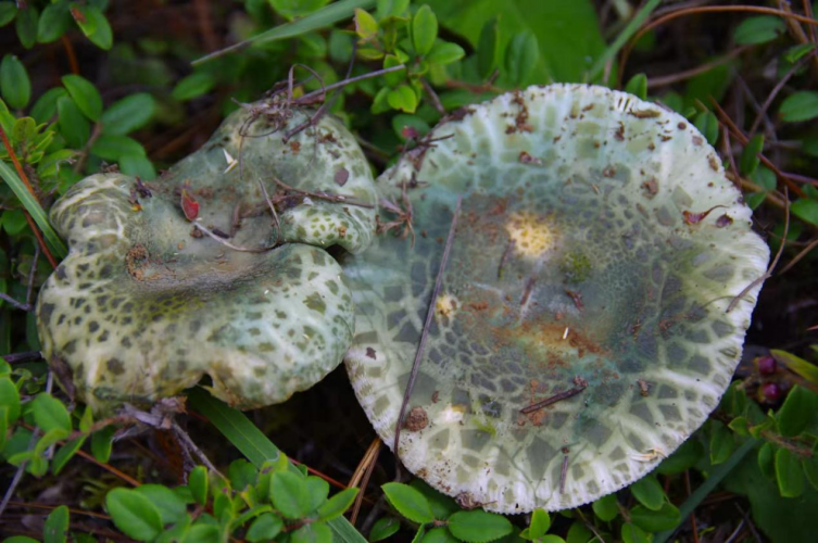 我镜头下千奇百怪的雪山野生菌从另一视觉向您展现丽江生物多样性之美
