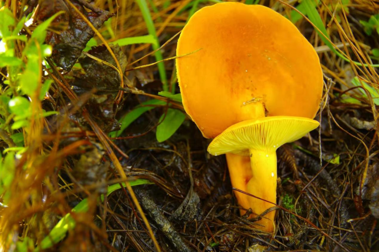 我镜头下千奇百怪的雪山野生菌从另一视觉向您展现丽江生物多样性之美