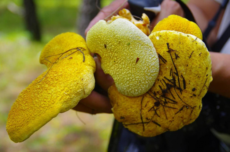 我镜头下千奇百怪的雪山野生菌从另一视觉向您展现丽江生物多样性之美
