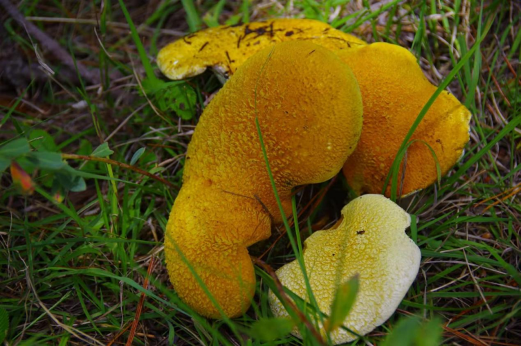 我镜头下千奇百怪的雪山野生菌从另一视觉向您展现丽江生物多样性之美