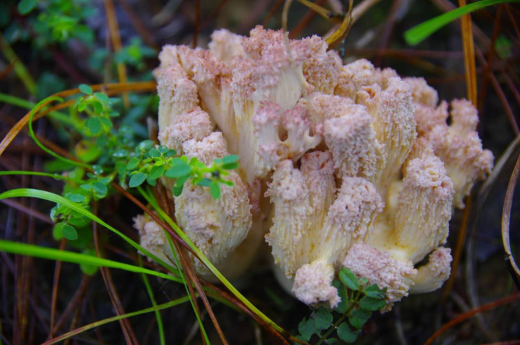 我镜头下千奇百怪的雪山野生菌从另一视觉向您展现丽江生物多样性之美