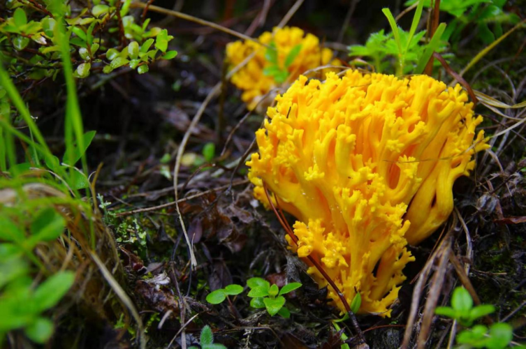 我镜头下千奇百怪的雪山野生菌从另一视觉向您展现丽江生物多样性之美