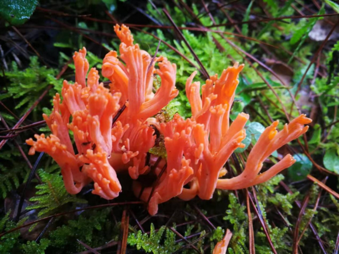 我镜头下千奇百怪的雪山野生菌从另一视觉向您展现丽江生物多样性之美