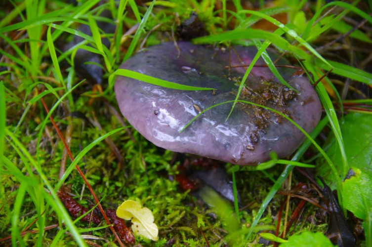 我镜头下千奇百怪的雪山野生菌从另一视觉向您展现丽江生物多样性之美