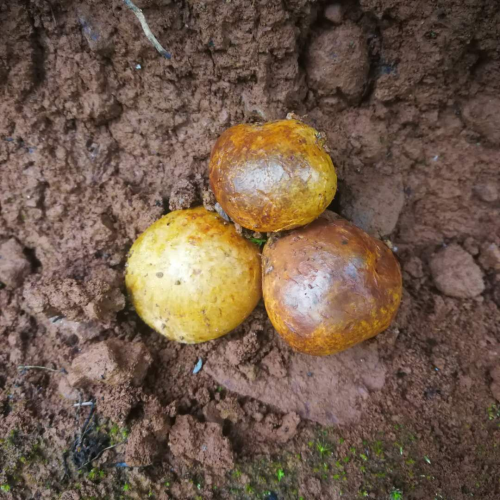 我镜头下千奇百怪的雪山野生菌从另一视觉向您展现丽江生物多样性之美