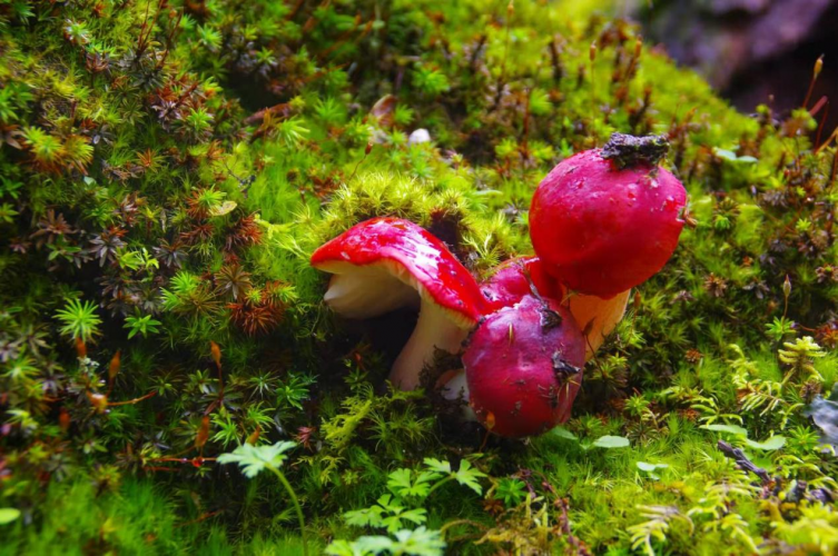 我镜头下千奇百怪的雪山野生菌从另一视觉向您展现丽江生物多样性之美