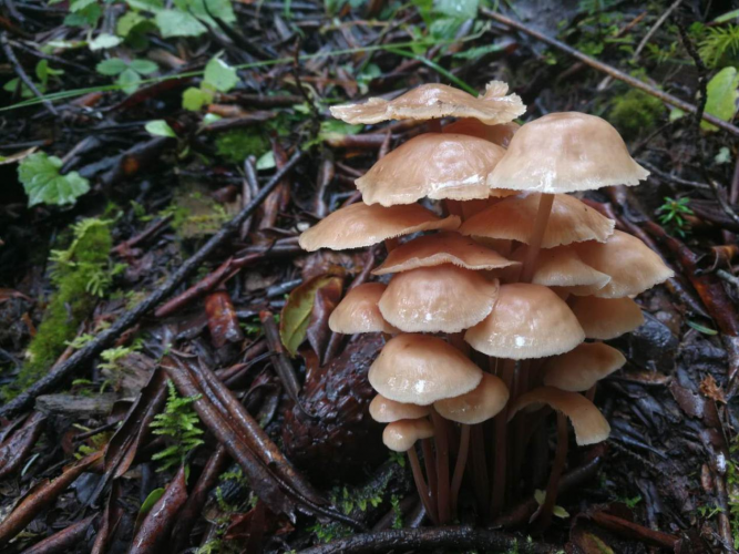 我镜头下千奇百怪的雪山野生菌从另一视觉向您展现丽江生物多样性之美