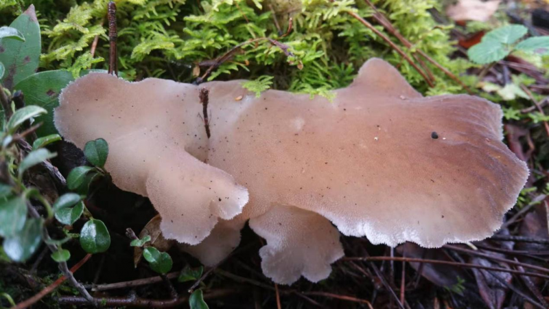 我镜头下千奇百怪的雪山野生菌从另一视觉向您展现丽江生物多样性之美