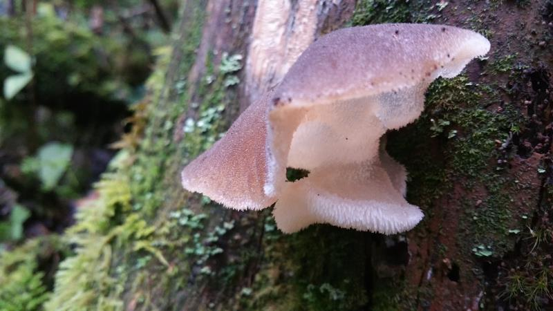 我镜头下千奇百怪的雪山野生菌从另一视觉向您展现丽江生物多样性之美