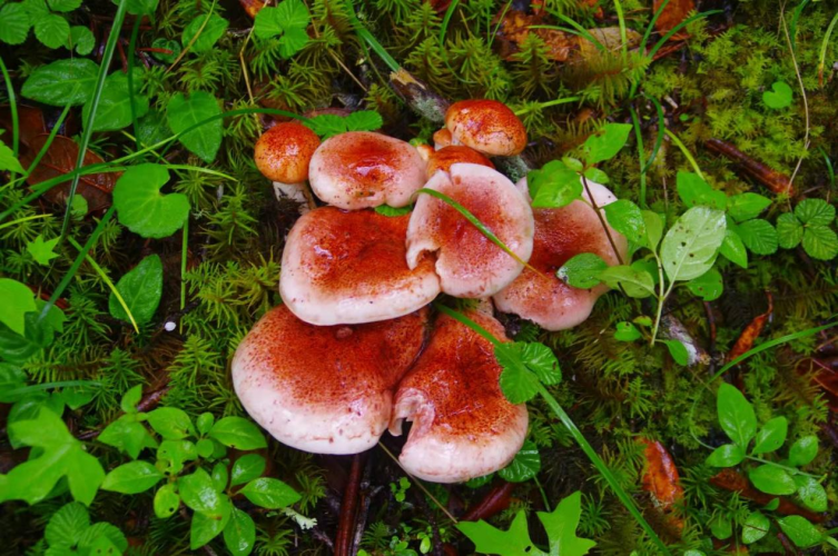 我镜头下千奇百怪的雪山野生菌从另一视觉向您展现丽江生物多样性之美