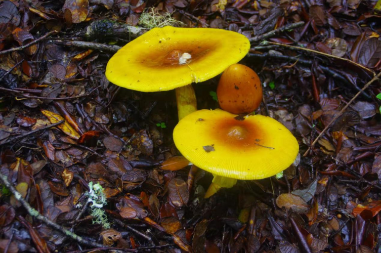 我镜头下千奇百怪的雪山野生菌从另一视觉向您展现丽江生物多样性之美