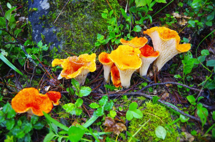 我镜头下千奇百怪的雪山野生菌从另一视觉向您展现丽江生物多样性之美