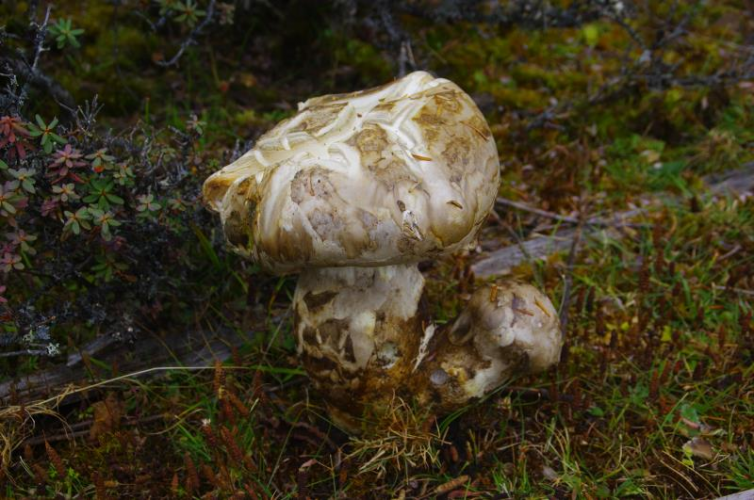 我镜头下千奇百怪的雪山野生菌从另一视觉向您展现丽江生物多样性之美